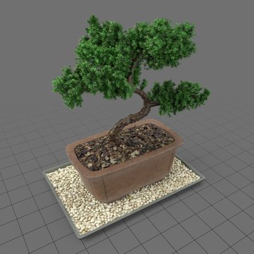 Bonsai tree 2