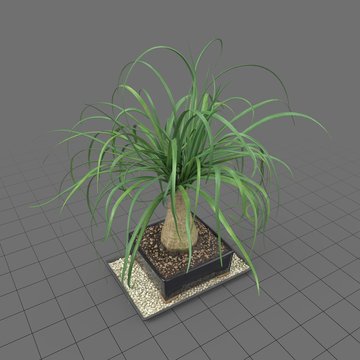 Bonsai tree 1