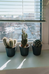 Small three cacti in the three pots of the windowsill at home