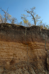  trees grew on the edge of a cliff