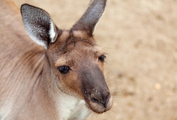 small baby kangaroo close up
