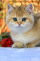 beautiful cat golden color
