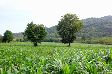 Fototapeta na wymiar Green corn field of farm on blue sky and background on mountain sunset.