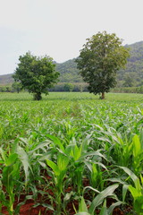 Green corn field of farm on blue sky and background on mountain sunset.