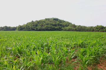 Green corn field of farm on blue sky and background on mountain sunset.