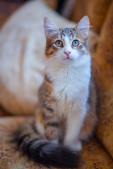 Fluffy cat with green eyes 