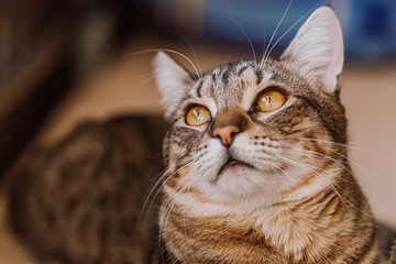 Portrait of cat with yellow eyes