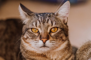 Obraz premium Portrait of cat with yellow eyes