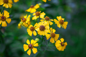 yellow flowers in the garden on green background
