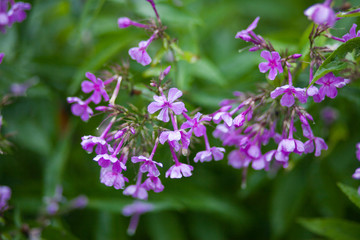 purple flowers in the summer garden