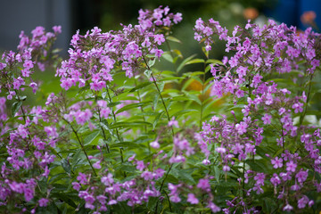 purple flowers in the summer garden