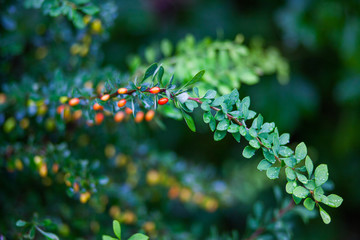 flowers and berries on green garden background