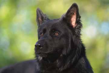 The portrait of a shiny long-haired black German Shepherd dog posing outdoors in spring sunny weather