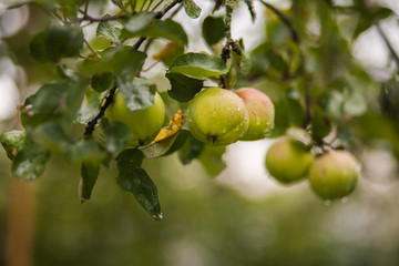ripe dry apples on a green tree at summer garden