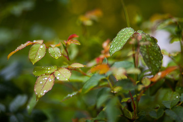 branch of a green tree at summer garden