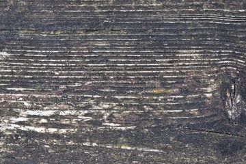 Detailed close up on wooden planks and weathered wood textures