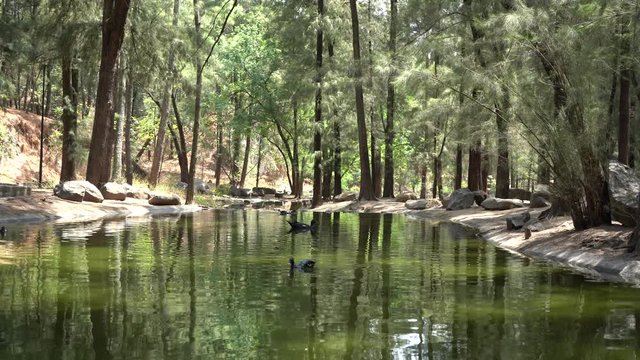 Los patos se pasean por la laguna del bosque.