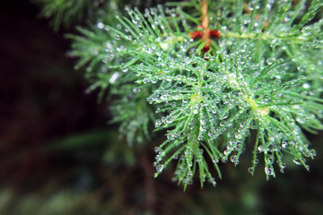 The branches of the Christmas tree as background.