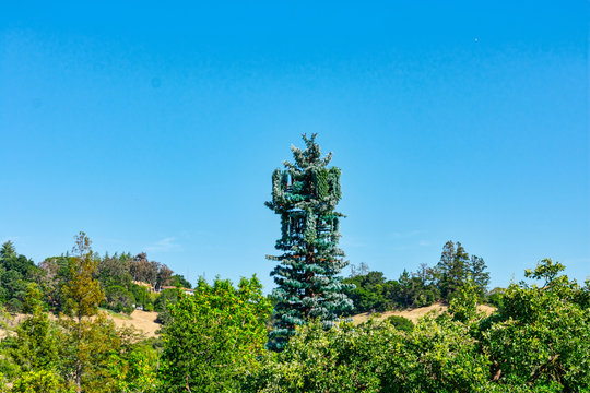 Cell Phone Tower Disguised And Camouflaged As A Fake Tall Pine Tree In The Rural  Forest Landscape Under Blue Sky. The Concealed Cell Station Distinguish By Foliage Shape And Bark Type.