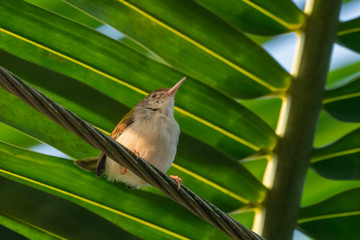 Common Tailorbird (Orthotomus sutorius) race 