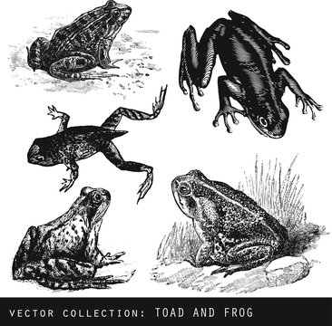 Set of vector vintage illustrations of amphibian