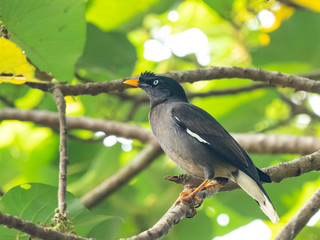 Jungle Myna (Acridotheres fuscus) race 