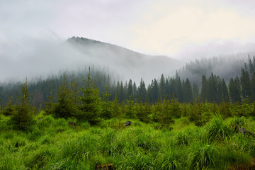 Pine forests on mountains