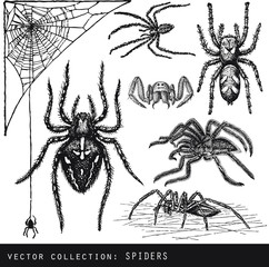 vector illustration of spiders on black background