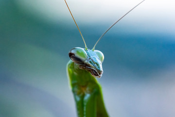 カマキリ
