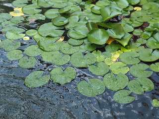 Lilly Pads in a Pond
