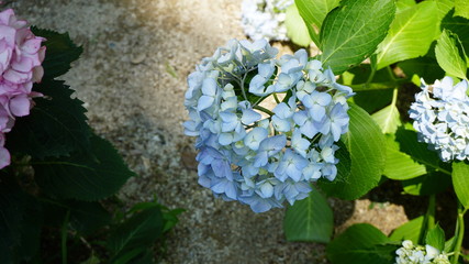 和の情緒溢れるアジサイ！