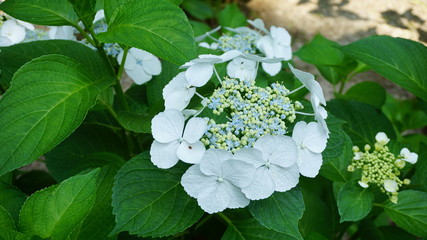 和の情緒溢れるアジサイ！