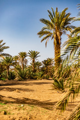 Fototapeta na wymiar Village and oasis of Mergouza in Morocco