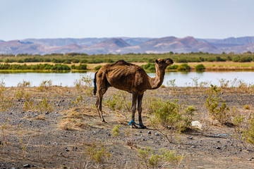 Sahara desert in Mergouza region east Morocco