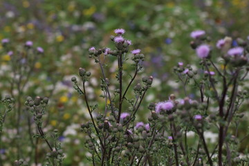 viele Blumen