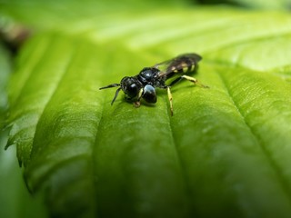 ant on leaf