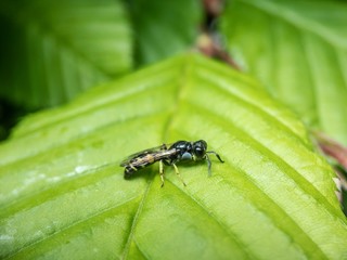 ant on leaf