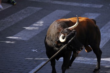 toro bravo