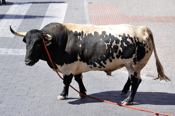 toro bravo