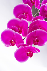 Fototapeta na wymiar Beautiful Pink phalaenopsis Orchid Flower around white background. close up