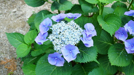 和の情緒溢れるアジサイ！