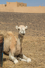 Dromedary, ship from the desert