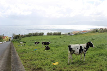 Fototapeta premium São Miguel Island, Azores, Portugal