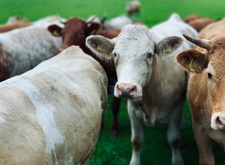 cow on farm