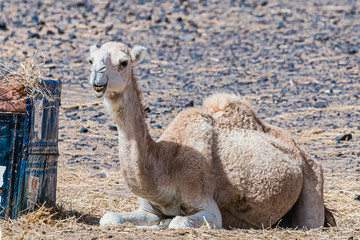 camel (drommedary) in desert