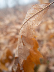 Autumn Leaf in Rain