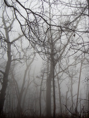 Spooky Trees in Fog