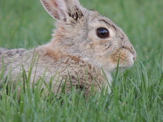 Rabbit in the grass.