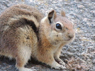 Obraz premium Chipmunk Eating a Nut