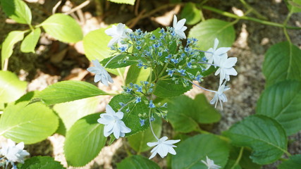 和の情緒溢れるアジサイ！